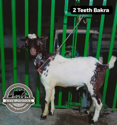 Tapra 2 Teeth Bakra