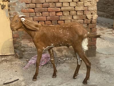 Desi Qurbani kea liyea