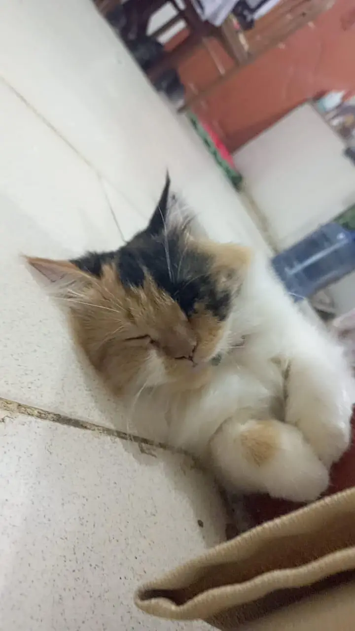semi punch female — photo 3