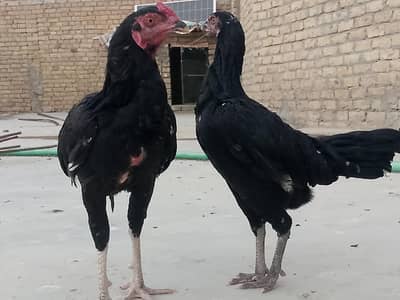 Haseel Black