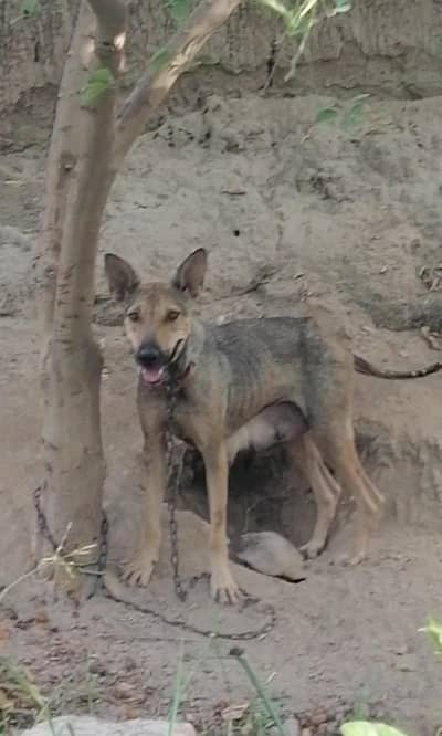 alsatian bagiyari female