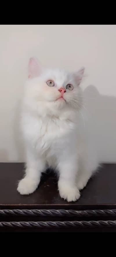 pure persion grey eyes punch face triple coated kitten
