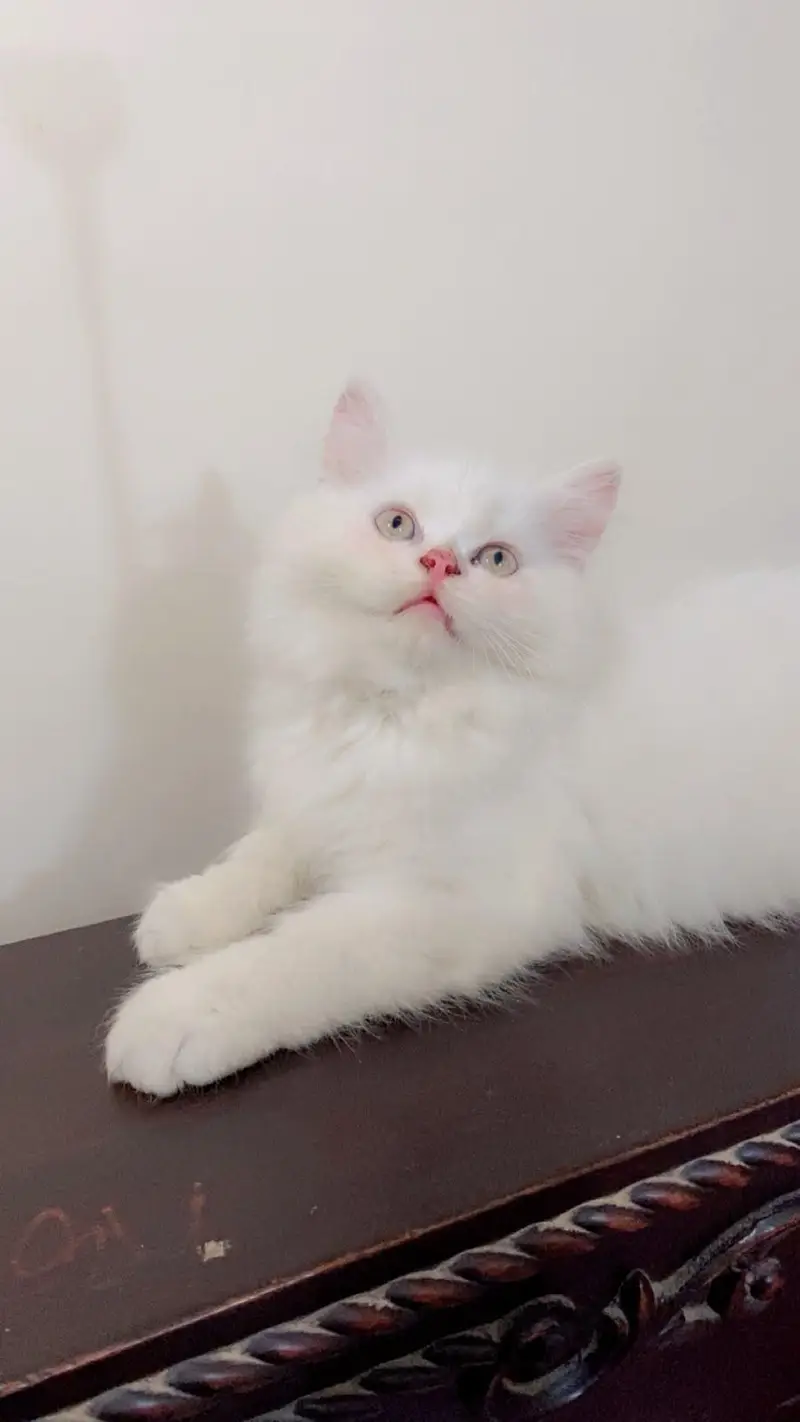 pure persion grey eyes punch face triple coated kitten — photo 2