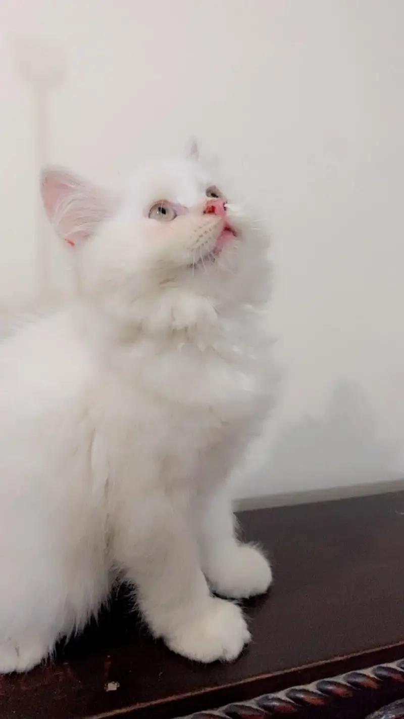 pure persion grey eyes punch face triple coated kitten — photo 3