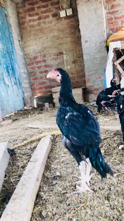 Aseel chicks