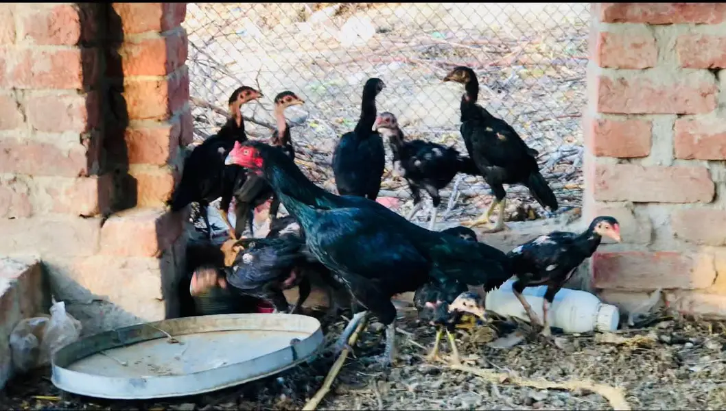 Aseel chicks — photo 2