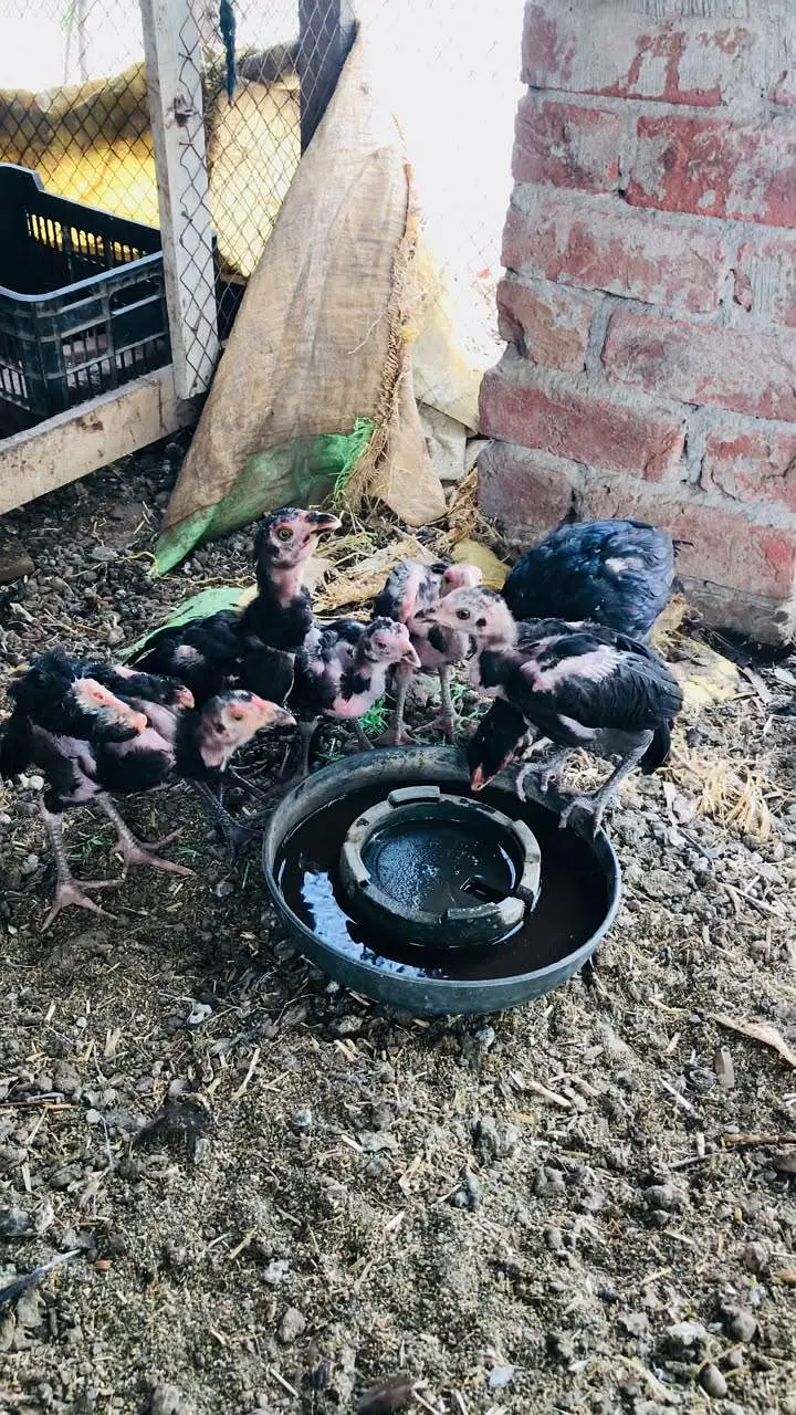 Aseel chicks — photo 3