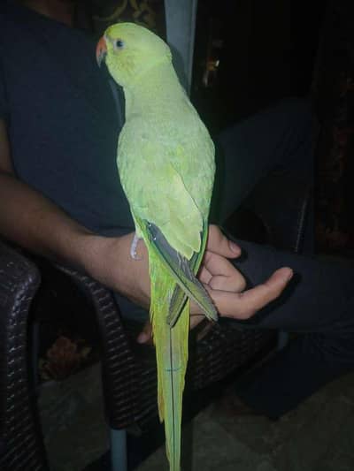 Green Hand Tame parrot