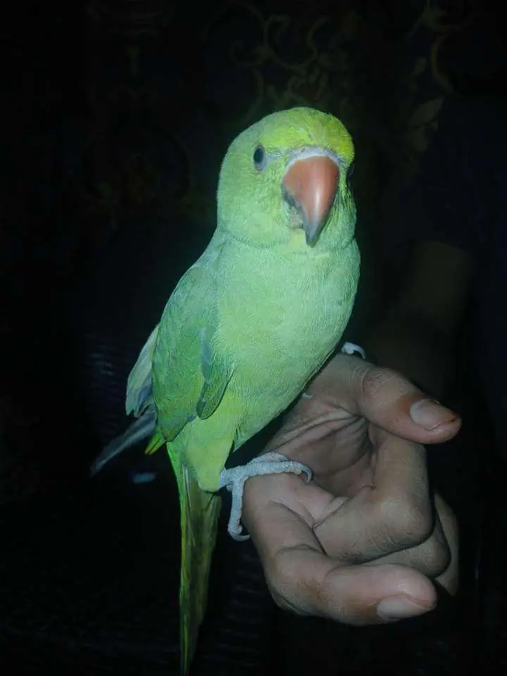 Green Hand Tame parrot — photo 2