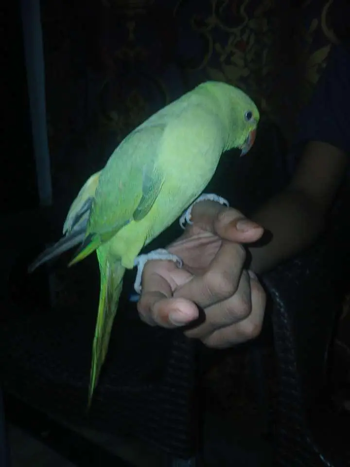 Green Hand Tame parrot — photo 3