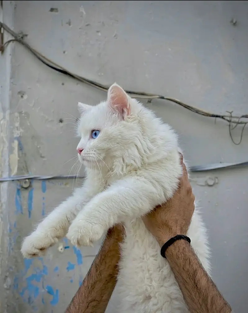 Premium breed blue eyes full long coat — photo 3