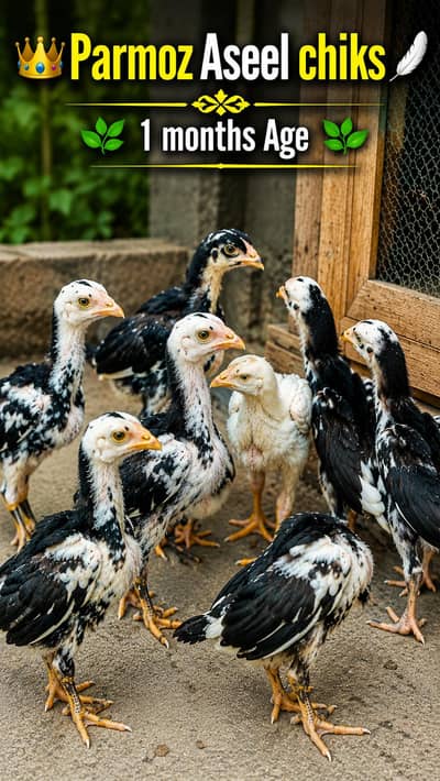 pure PARMOZ Aseel chiks