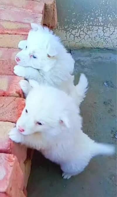 Russian Irani dog