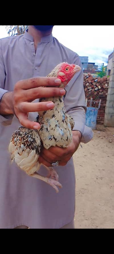 high quality madiya high price homebreed madiya forsale