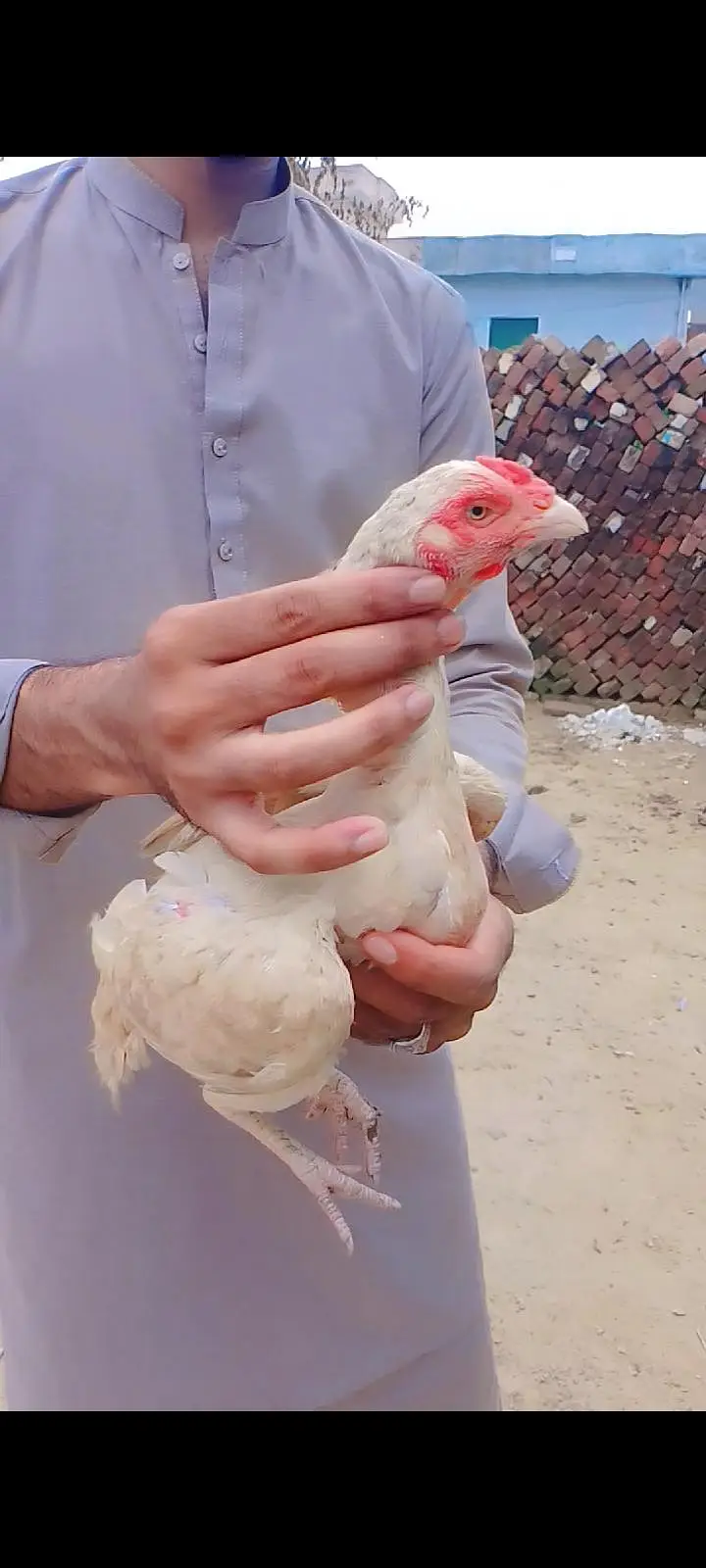 high quality madiya high price homebreed madiya forsale — photo 2