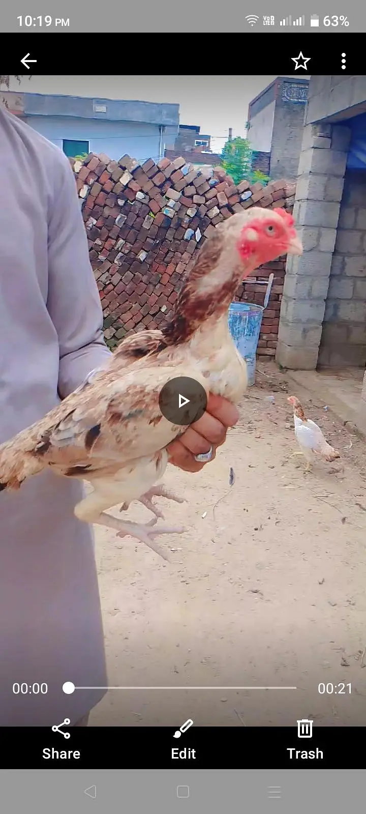 high quality madiya high price homebreed madiya forsale — photo 4