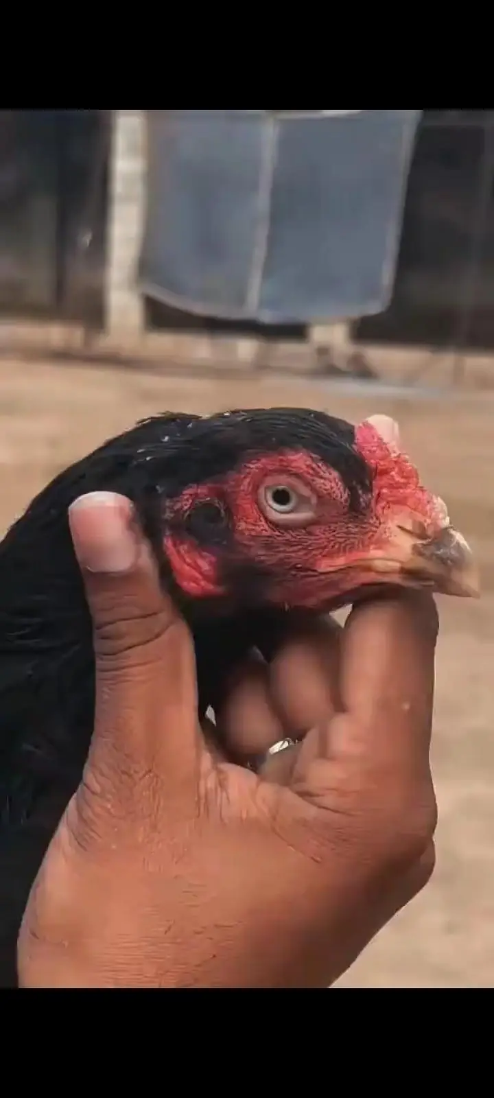 high quality madiya high price homebreed madiya forsale — photo 6