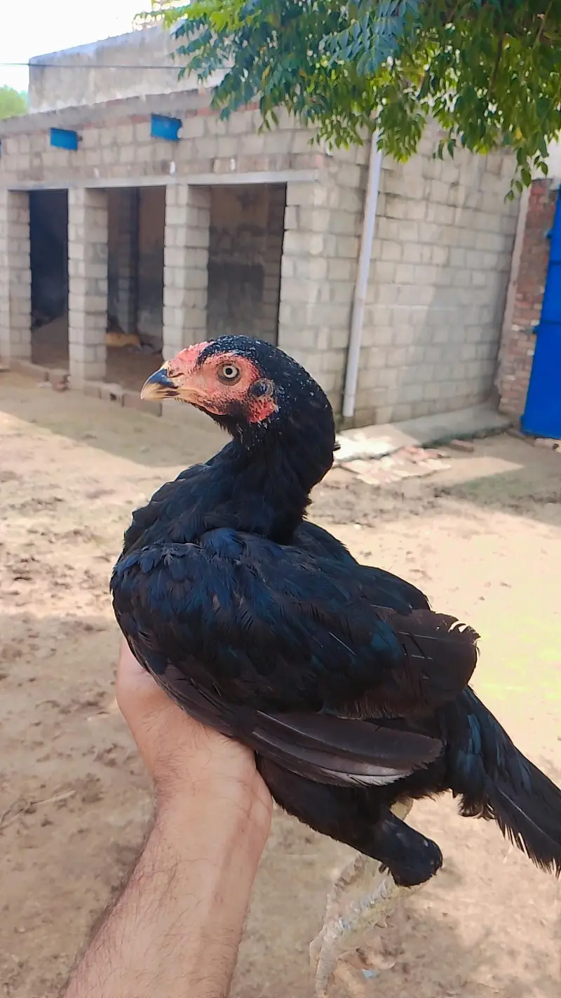 high quality madiya high price homebreed madiya forsale — photo 7
