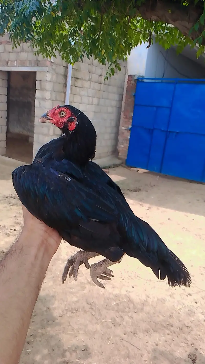 high quality madiya high price homebreed madiya forsale — photo 8