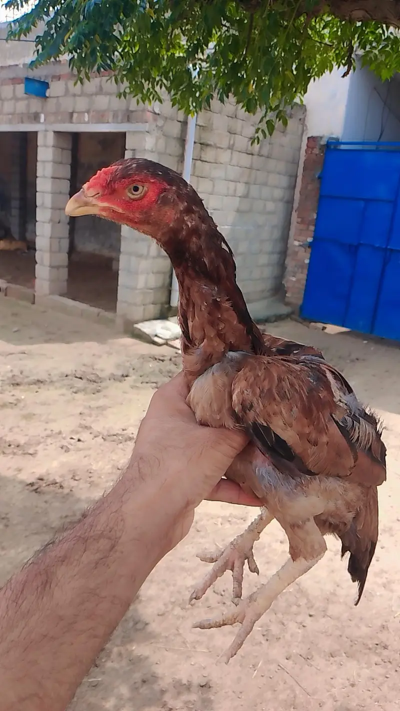 high quality madiya high price homebreed madiya forsale — photo 10