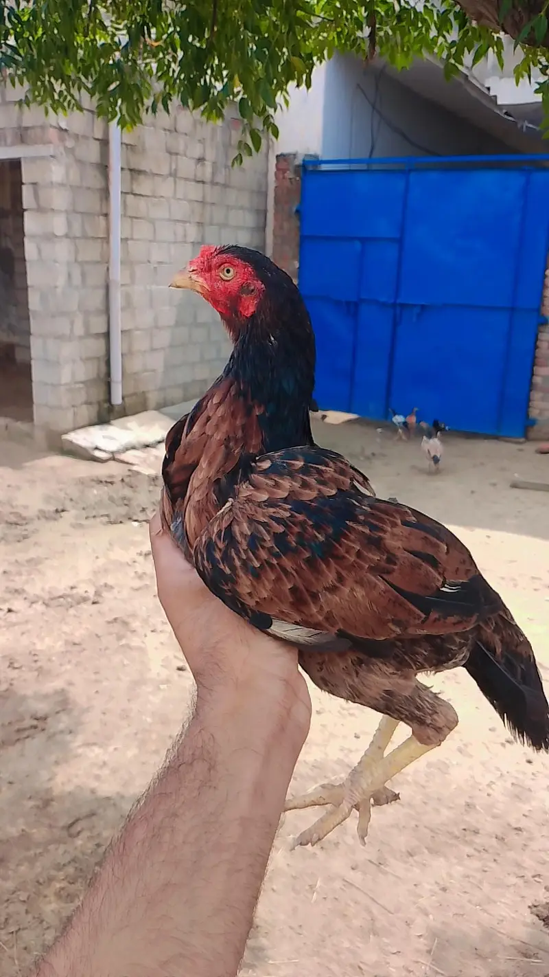 high quality madiya high price homebreed madiya forsale — photo 11
