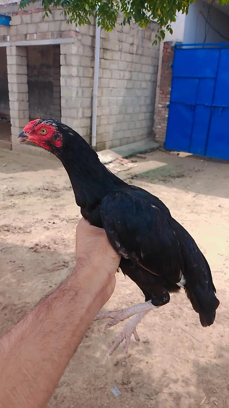 high quality madiya high price homebreed madiya forsale — photo 12