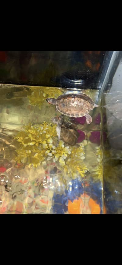 Fish Tank