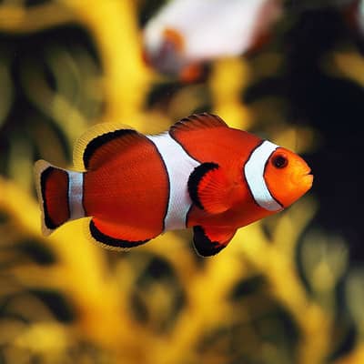 Clownfish ( Salt Water )