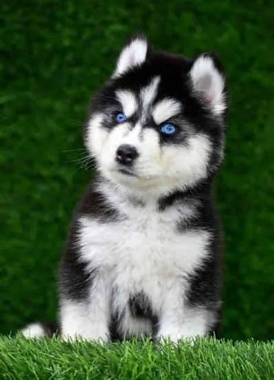 Husky | Siberian Husky | Wolly Coat Odd Eyes Huksy | Husky For Sale