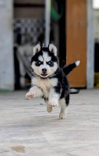 Husky | Siberian Husky | Wolly Coat Odd Eyes Huksy | Husky For Sale