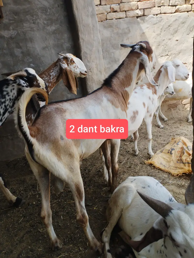 bakry for sale goats