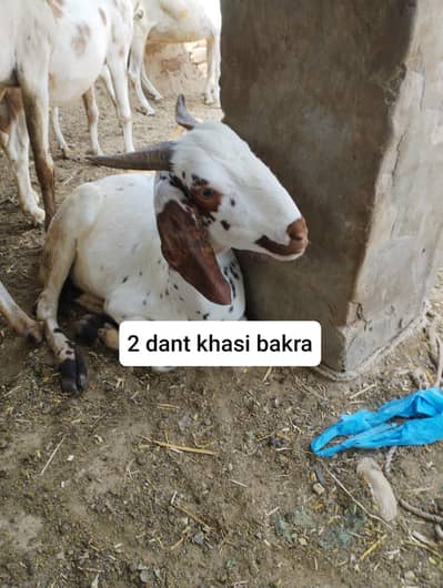 bakry for sale goats