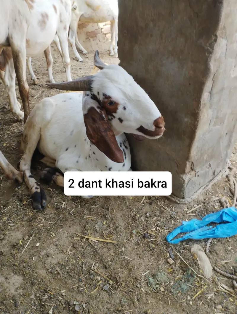 bakry for sale goats — photo 2