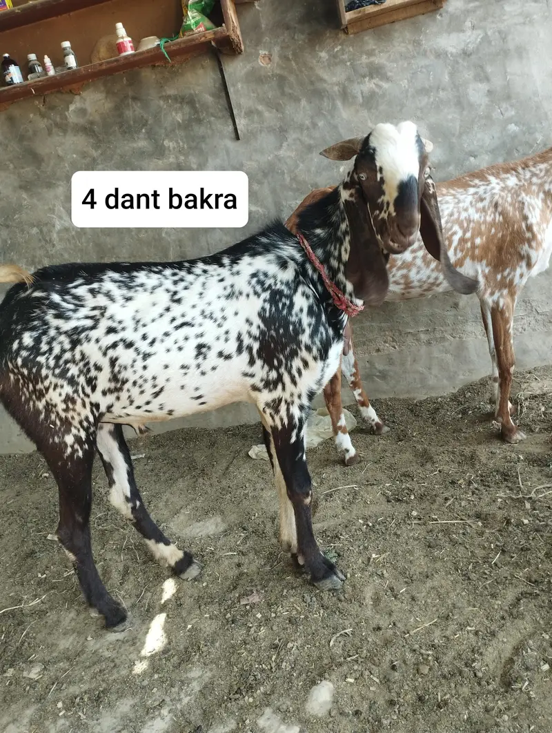 bakry for sale goats — photo 3