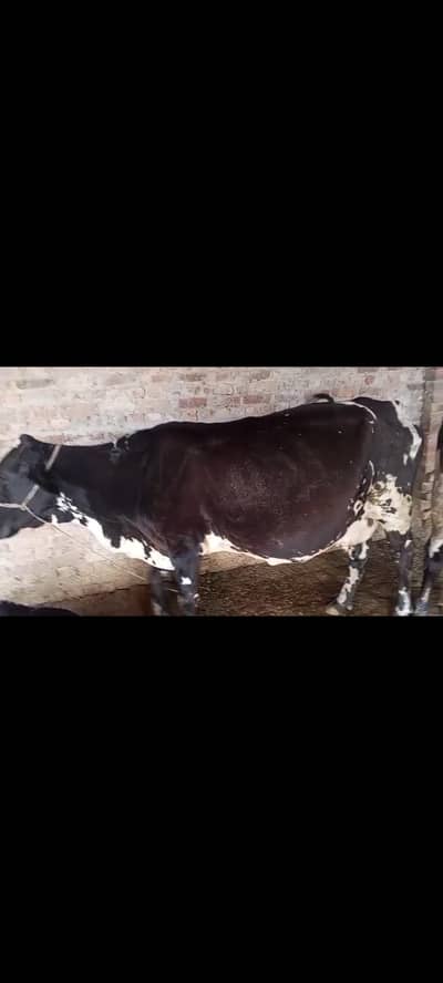 Cow for sale