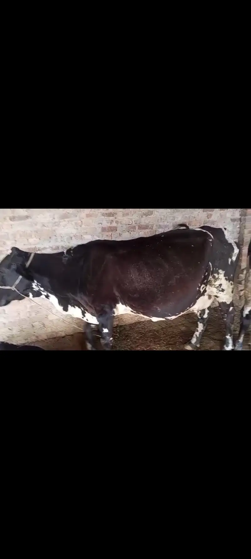 Cow for sale