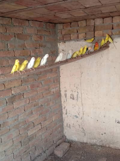 parrots