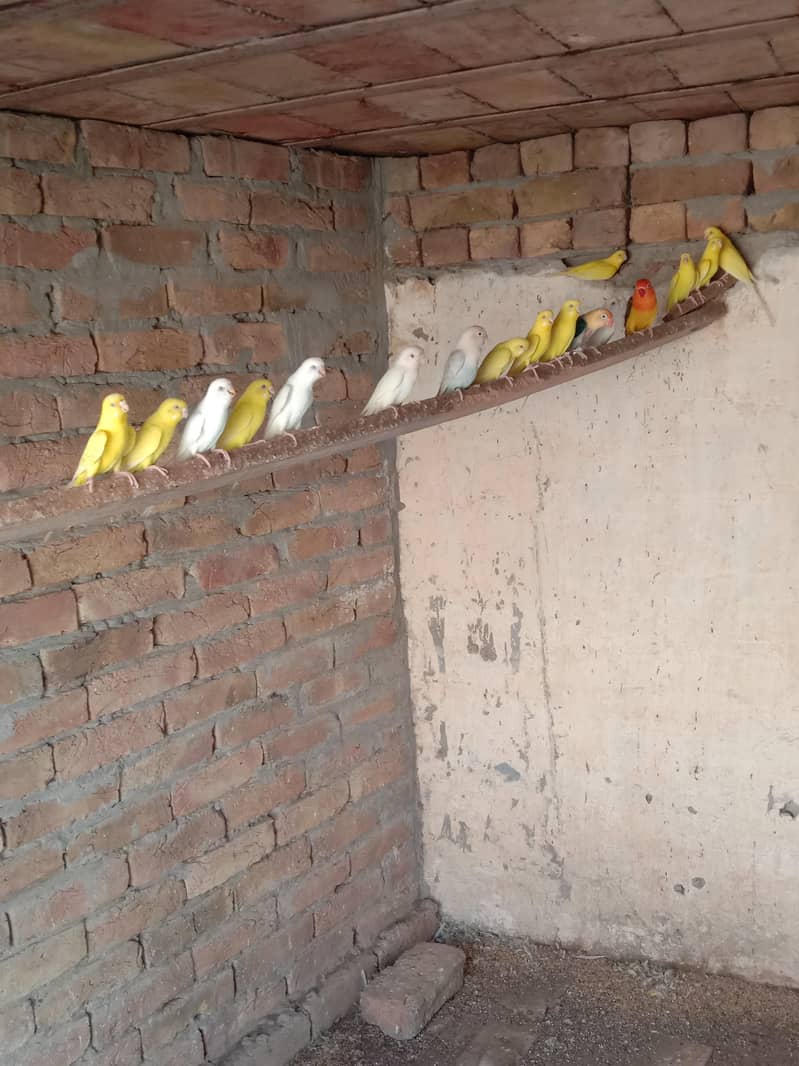 parrots 0