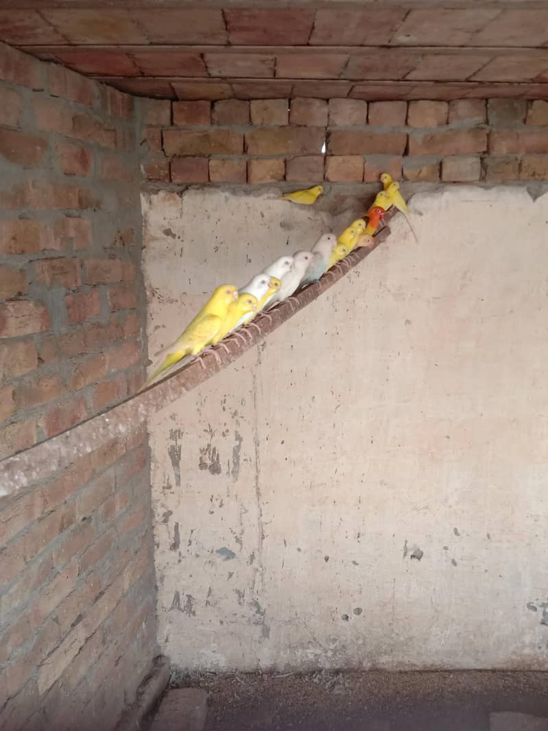 parrots 1