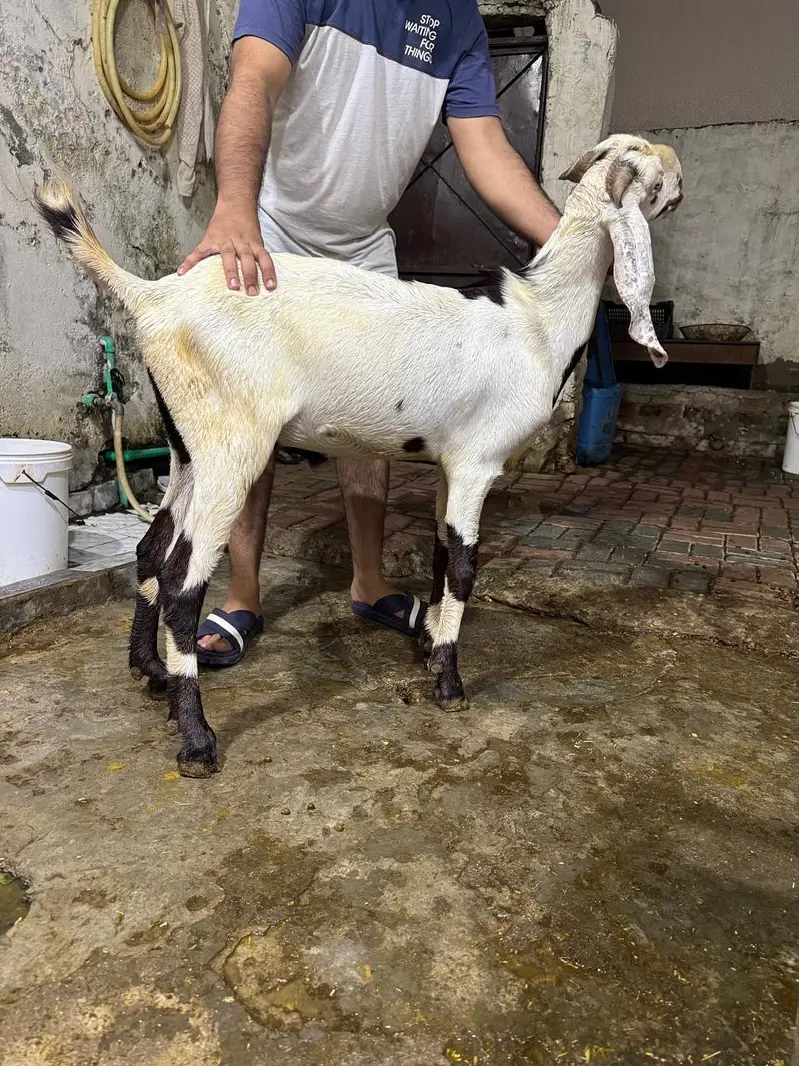GOATS