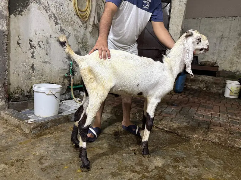 GOATS — photo 2