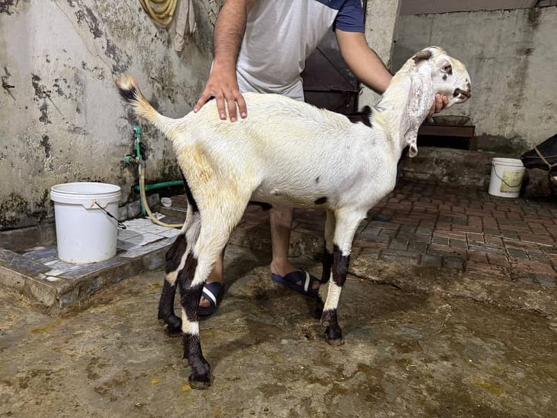 GOATS 2