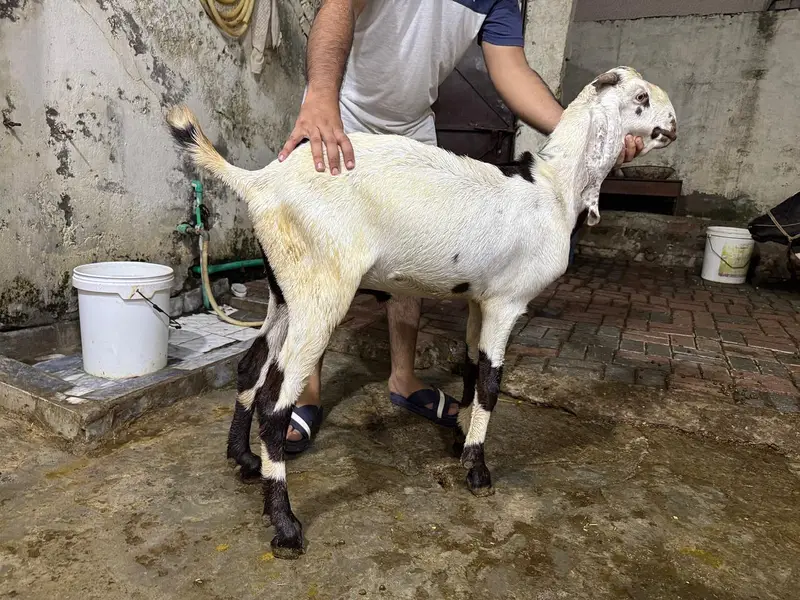 GOATS — photo 3