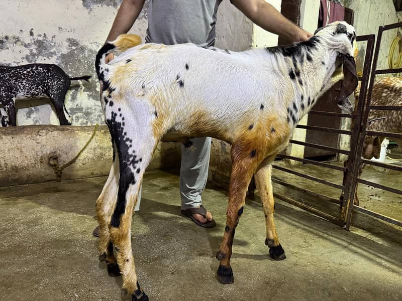 GOATS 4