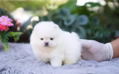 Russian puppy Dogs Whatsapp no 03071462214