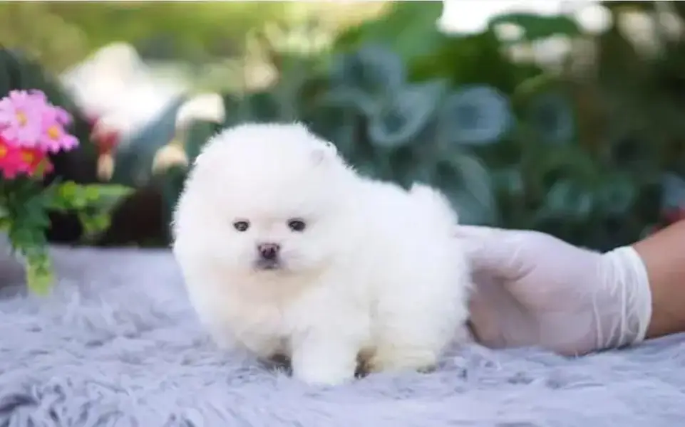 Pomeranian puppy Dogs Whatsapp no 03071462214