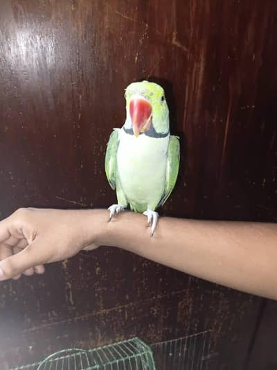 raw male