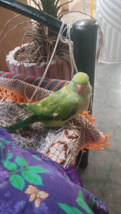 talking parrot