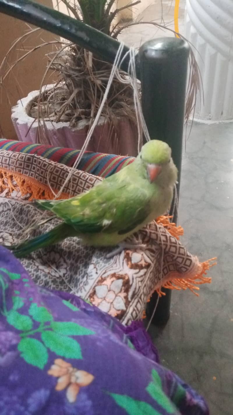 talking parrot 0
