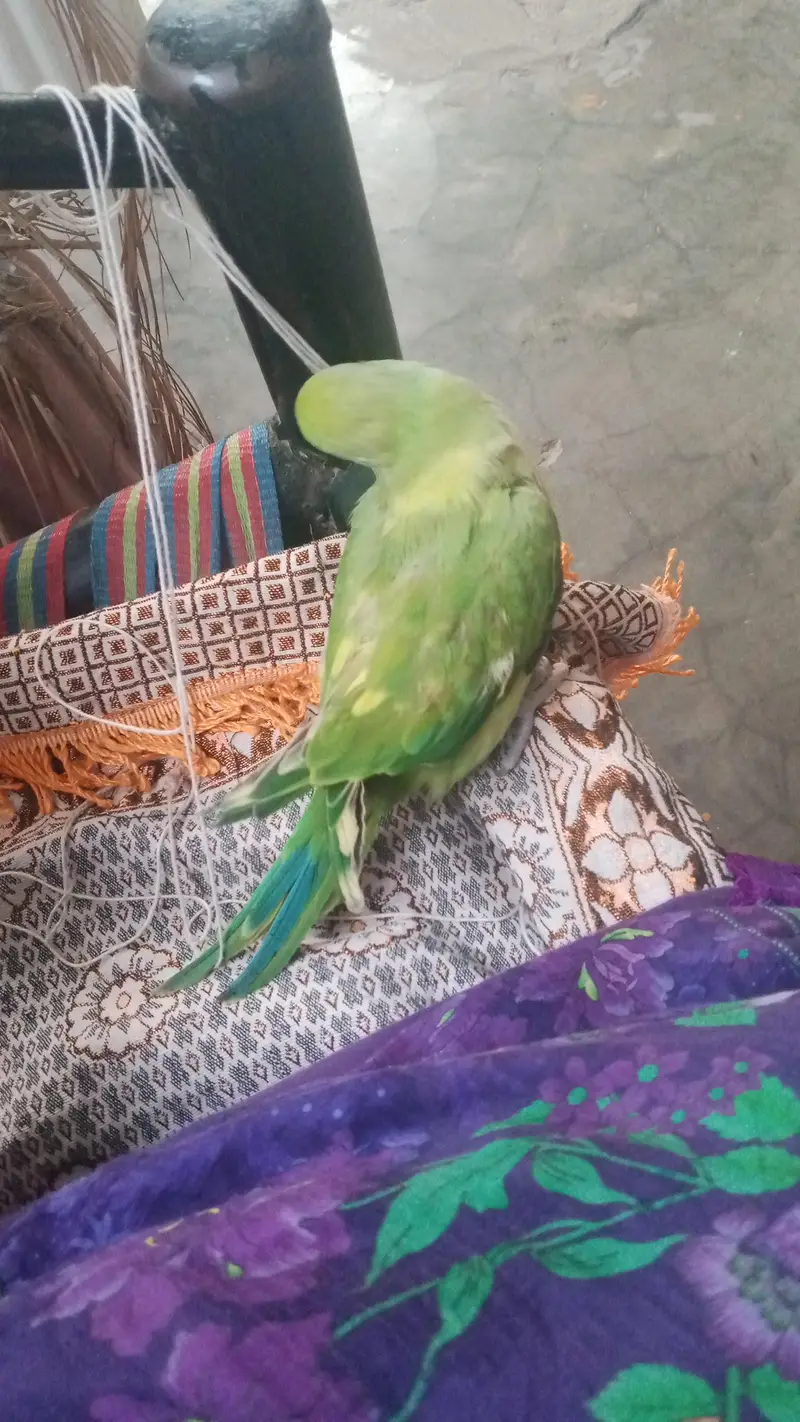 talking parrot — photo 2